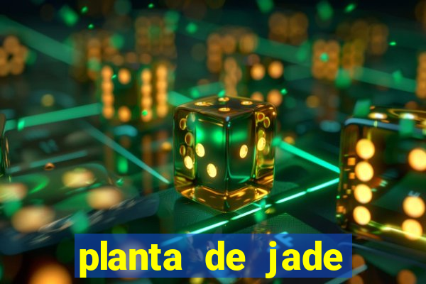 planta de jade significado espiritual